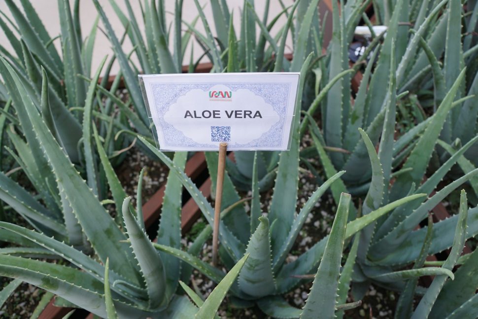 účinky aloe vera