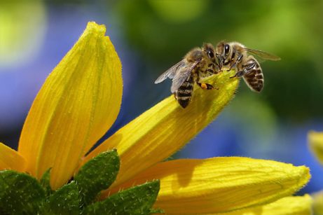 včely a včelí vosk