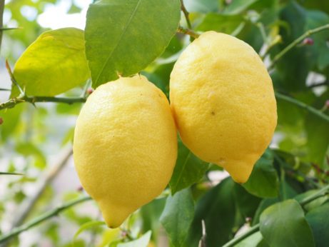 fototoxicita a citrón