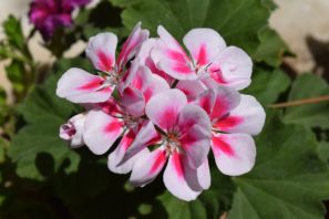esenciálny olej geranium