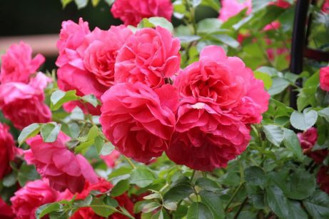 ruža damascénska