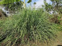 ako sa zbaviť úzkosti - lemongrass
