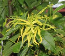 ylang-ylang a úzkosť