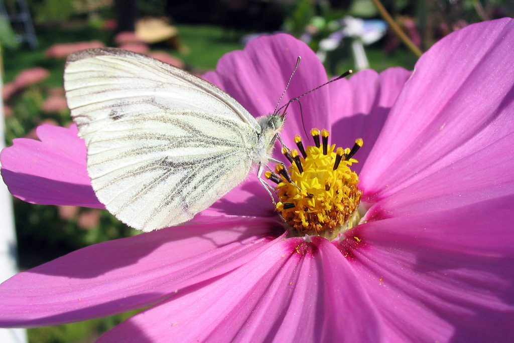 pieris napi