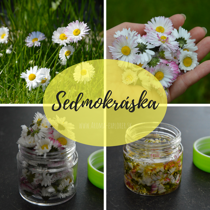 Sedmokráska liečivé účinky