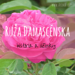 ruža damascénska