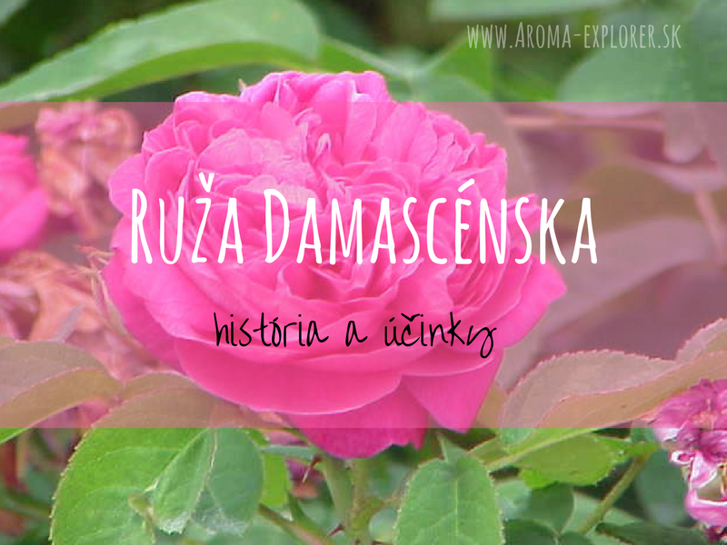 ruža damascénska