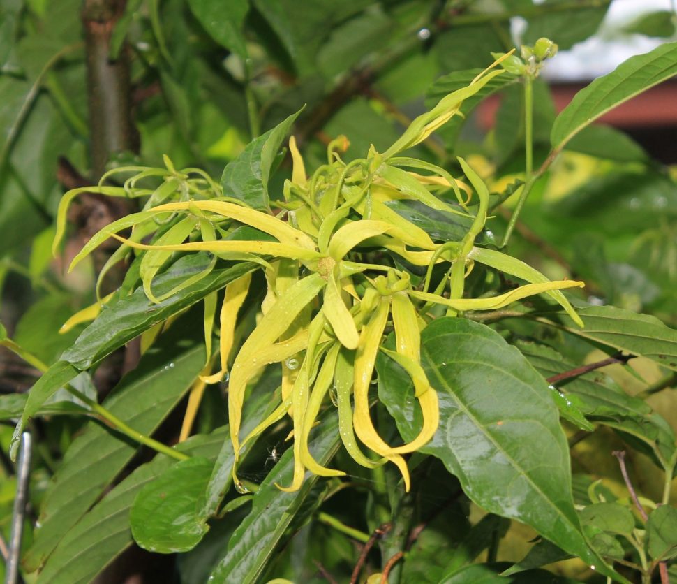 ylang-ylang