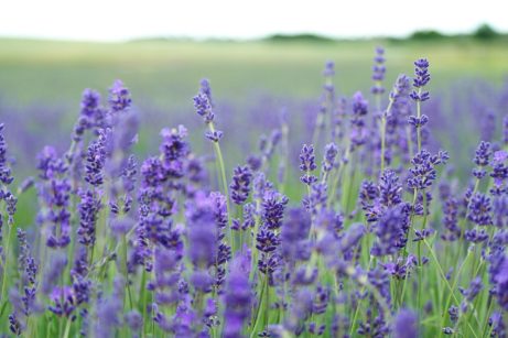 levanduľa lekárska -Lavandula