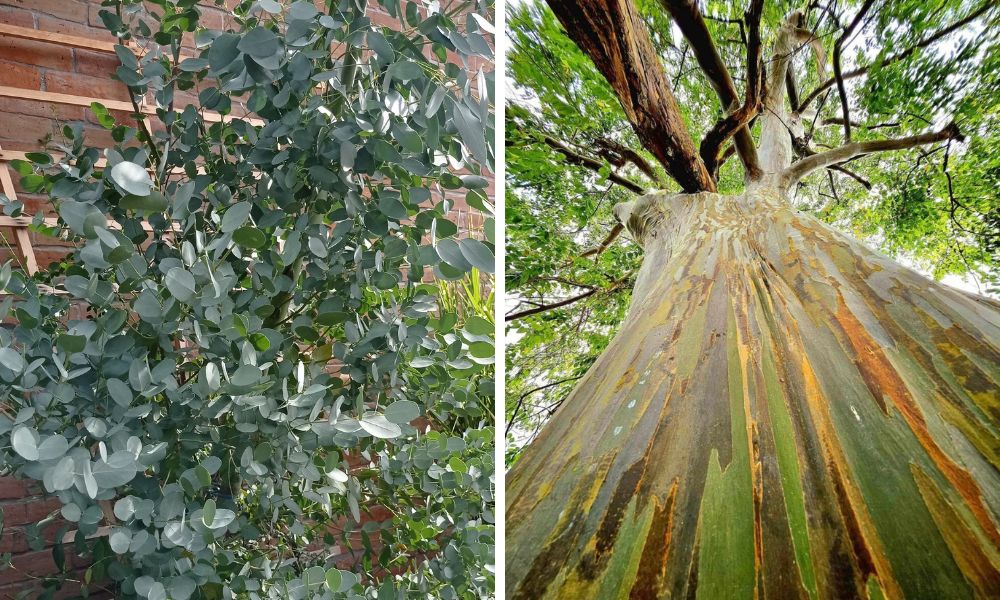 eucalyptus gunnii a dúhový eukalyptus