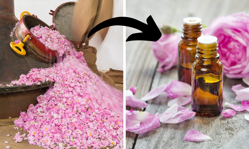 Aromaterapia - výroba ružového oleja vyžaduje veľké množstvo materaiálu