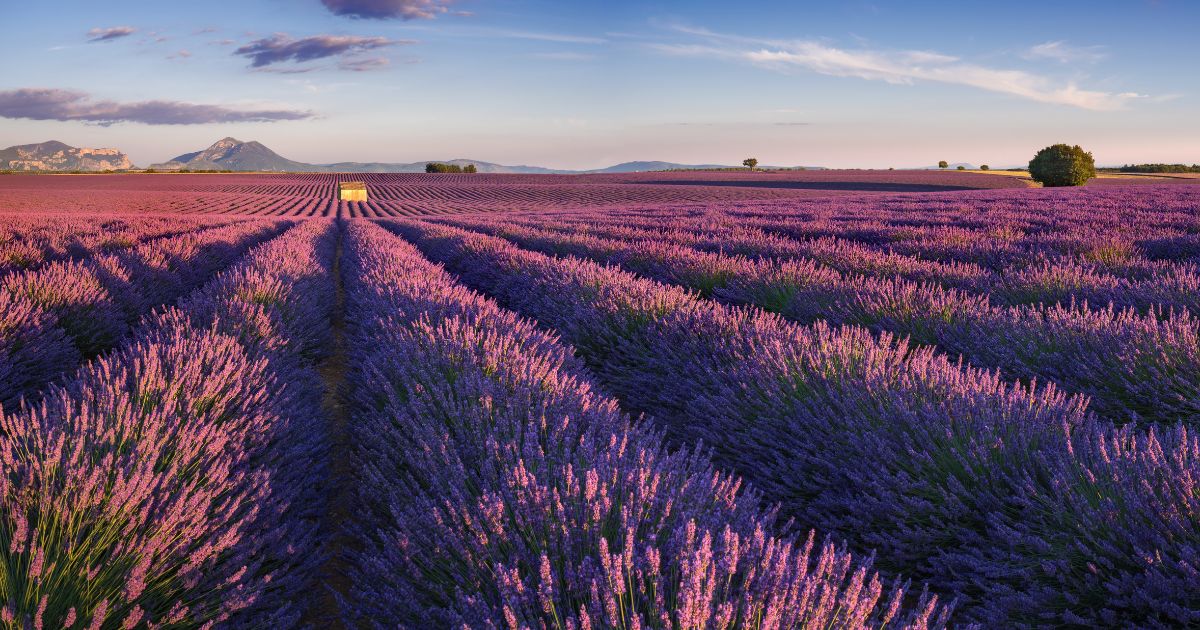 Florihana esenciálne oleje - levanduľové polia v Provence