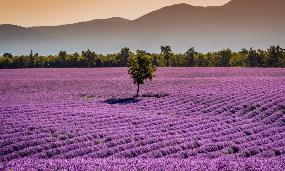 Florihana esenciálne oleje - levanduľové polia v Provence