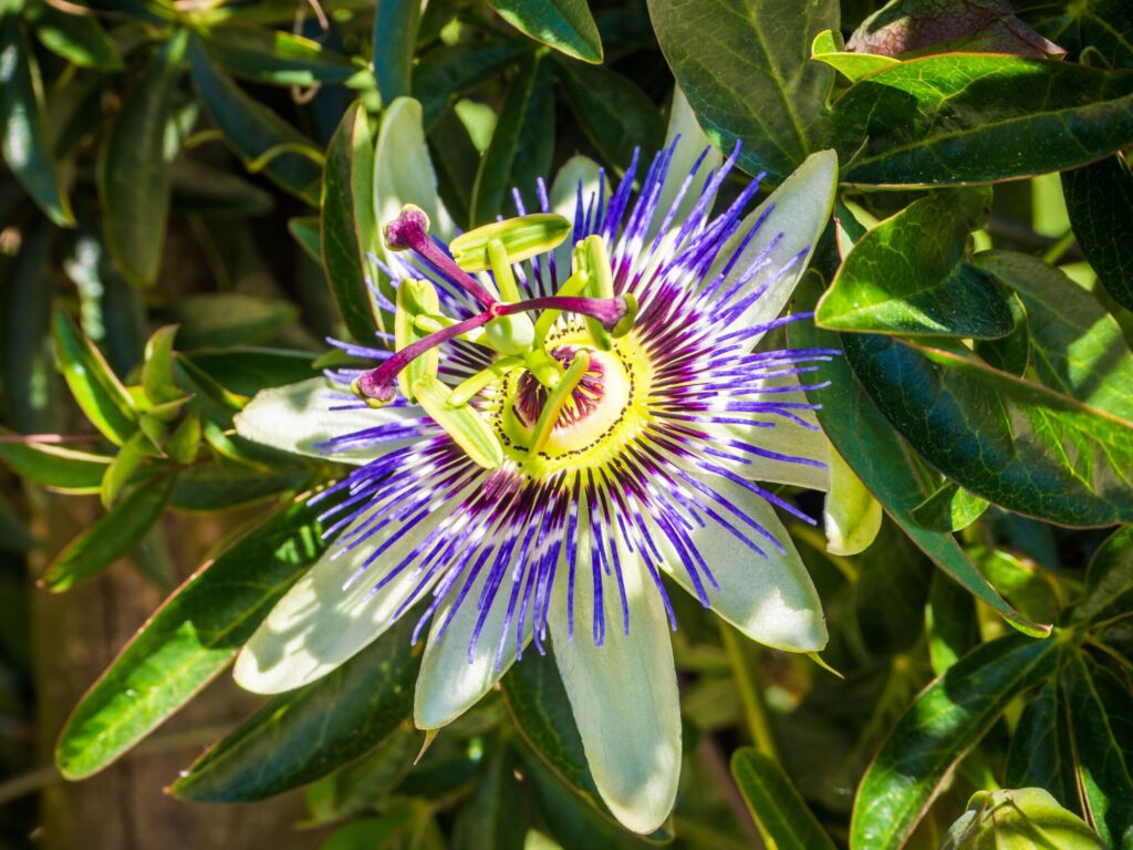 Passiflora incarnata (mučenka). Foto: freepik.com