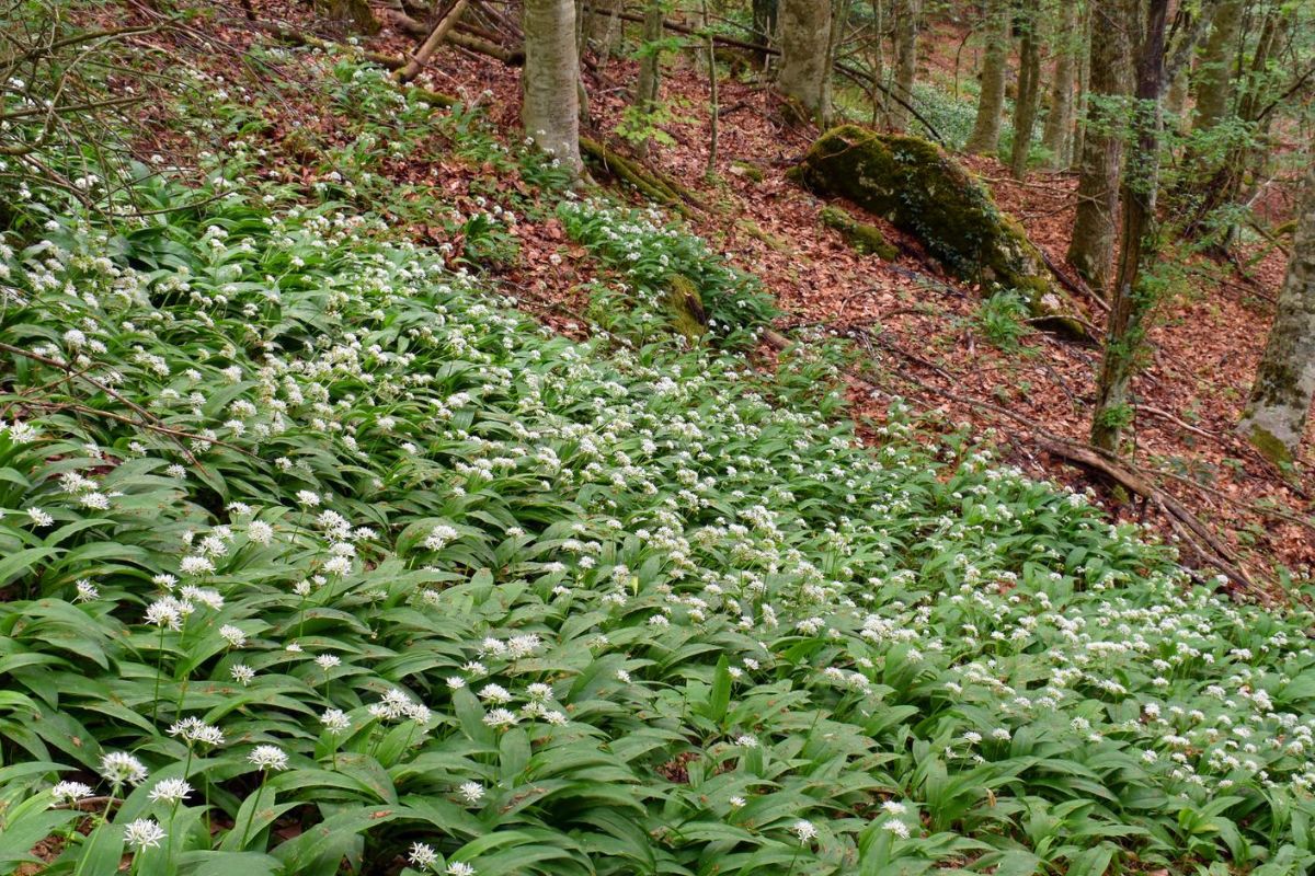 medvedi cesnak kedy zbierat